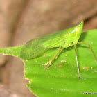 greenleafhopper