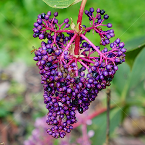 The Color Purple by Samsul Zamzuri Abu Bakar - Nature Up Close Other plants