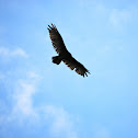 Turkey Vulture 