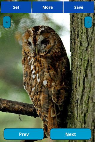 【免費娛樂App】Wildlife Wallpapers-APP點子