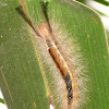 lymantriidae caterpillar