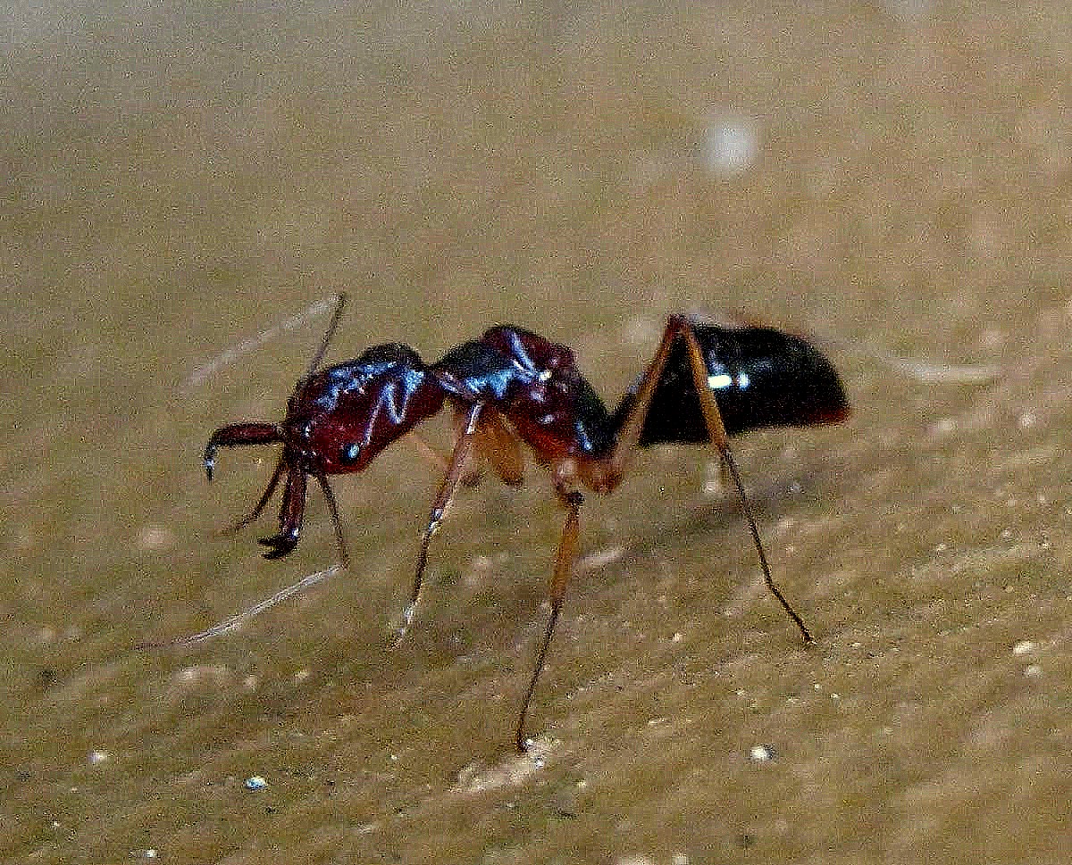 Trap-jaw Ant
