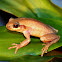 Ruddy Treefrog