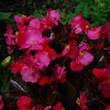 Bloodbegonia