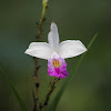 Bamboo orchid