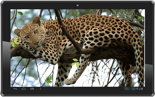 Leopard Best HD live wallpaper