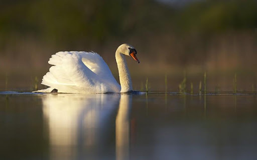 Swan HD Wallpaper