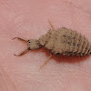 Antlion (larva)