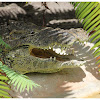 The Cuban crocodile