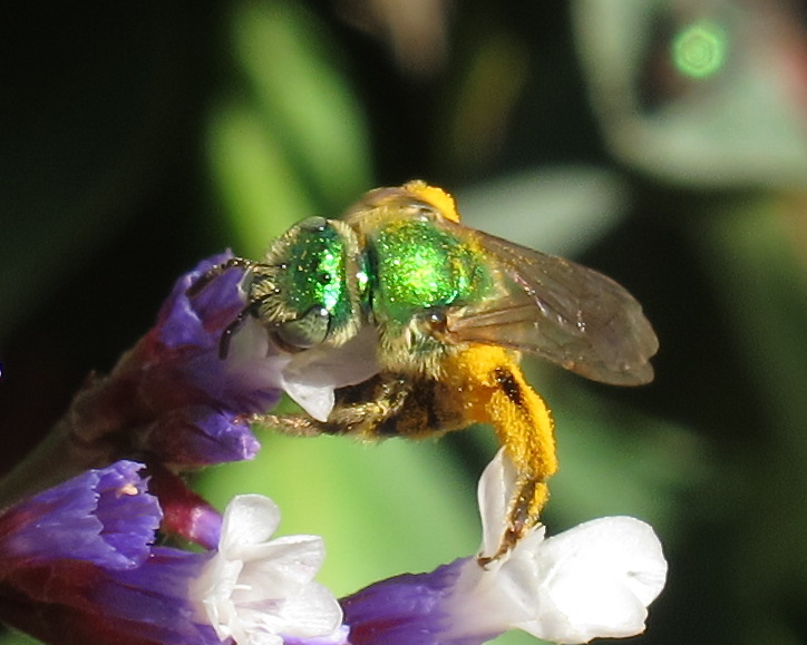 California Metallic Green Bee