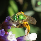 California Metallic Green Bee