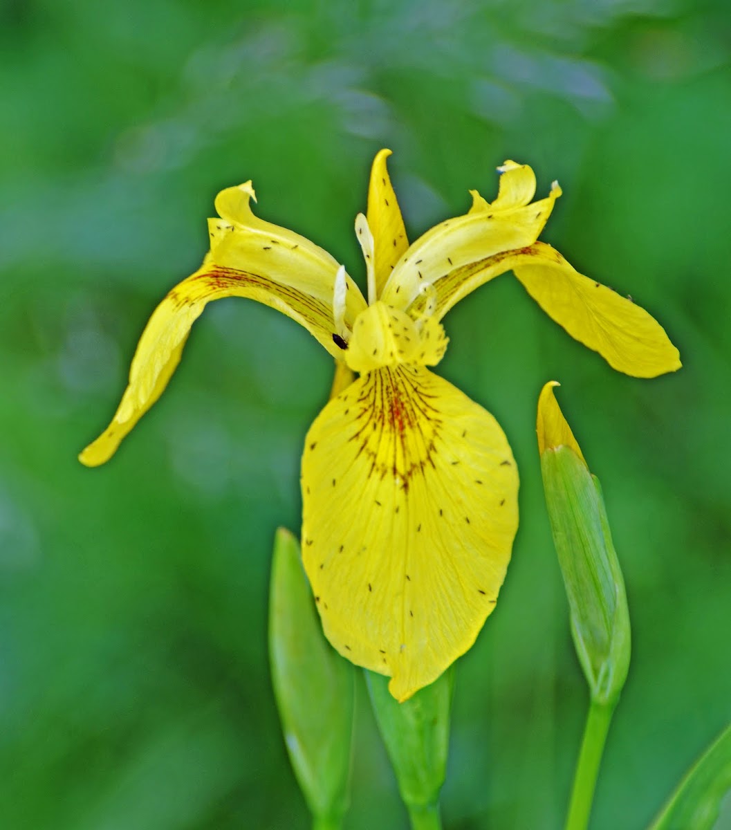 Wild swamp yellow iris