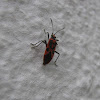 Black and Red Squash Bug