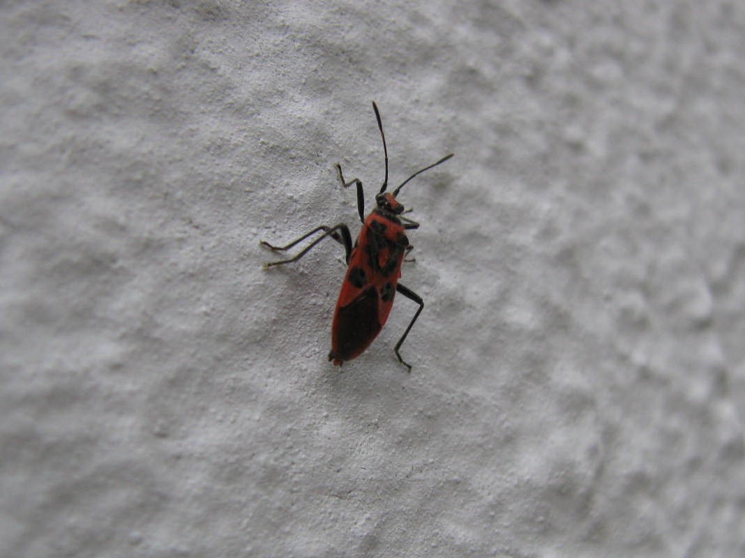Black and Red Squash Bug
