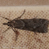 Narrow-winged Grey Moth