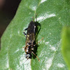 Garden soilder fly