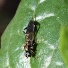 Garden soilder fly