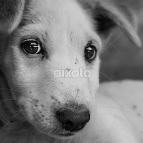 by Mohammed Arief - Animals - Dogs Puppies