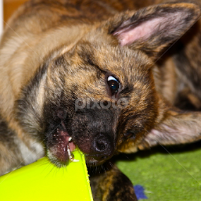 Chewing on it by Vlad Popescu - Animals - Dogs Playing