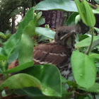 Brown Thrasher