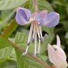 [S] Fringed Spider Flower, Purple Cleome