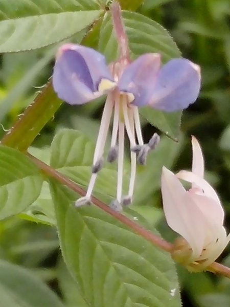 [S] Fringed Spider Flower, Purple Cleome