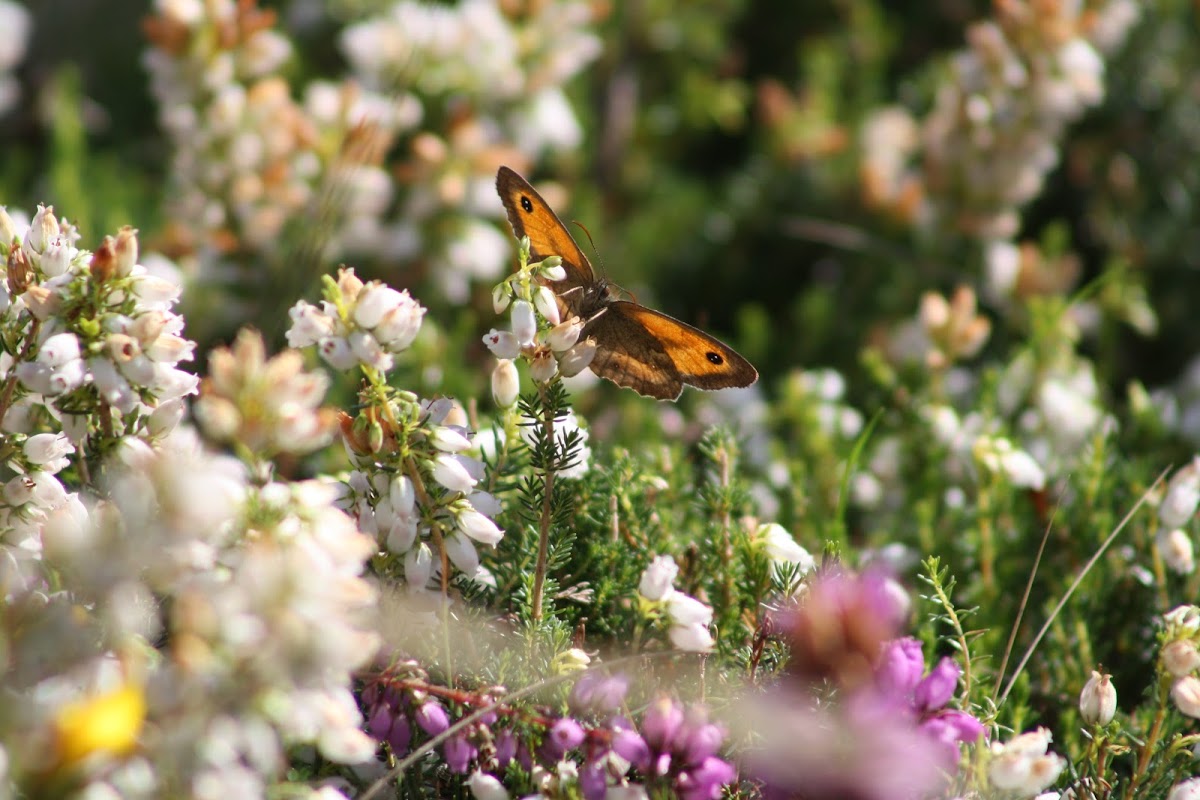 Gatekeeper Butterfly