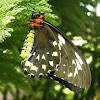 Birdwing butterfly. Female