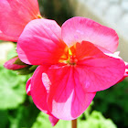 Zonal Geranium