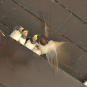 Barn Swallow (European)
