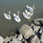 Swans - Hattyú