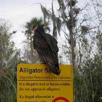 Biodiversity of Florida