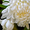 white Crysanthemum, weisse Crysanthemen