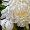 white Crysanthemum, weisse Crysanthemen