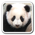 PandaWall -Live Wallpaper logo