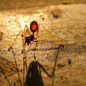 weaver ant