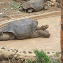 Pinta Giant Tortoise