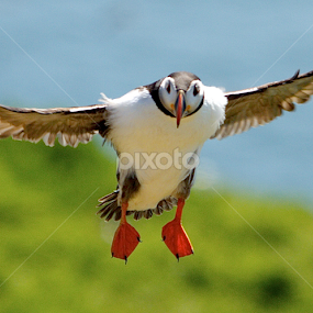 by James Blyth Currie - Animals Birds