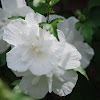 Rose of Sharon