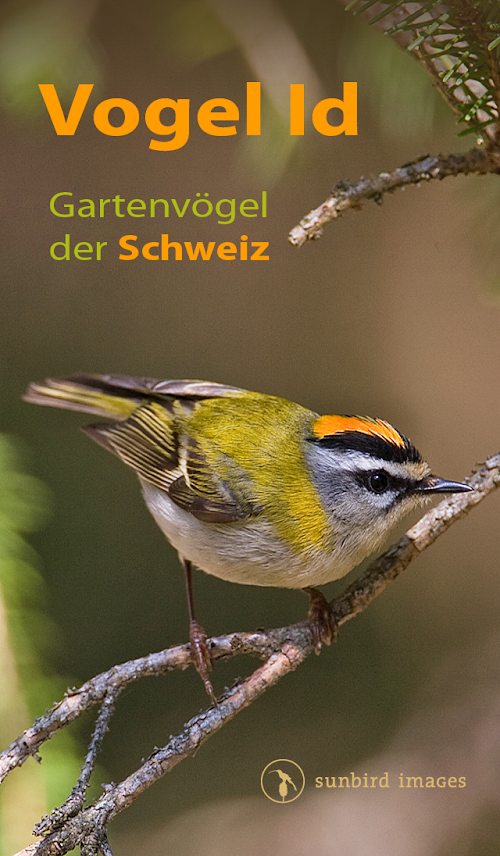 Android application Vogel Id Schweiz - Gartenvögel screenshort