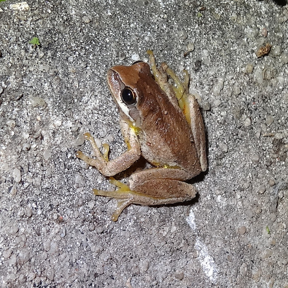 Southern Brown Tree Frog Project Noah