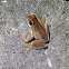 Southern Brown Tree Frog