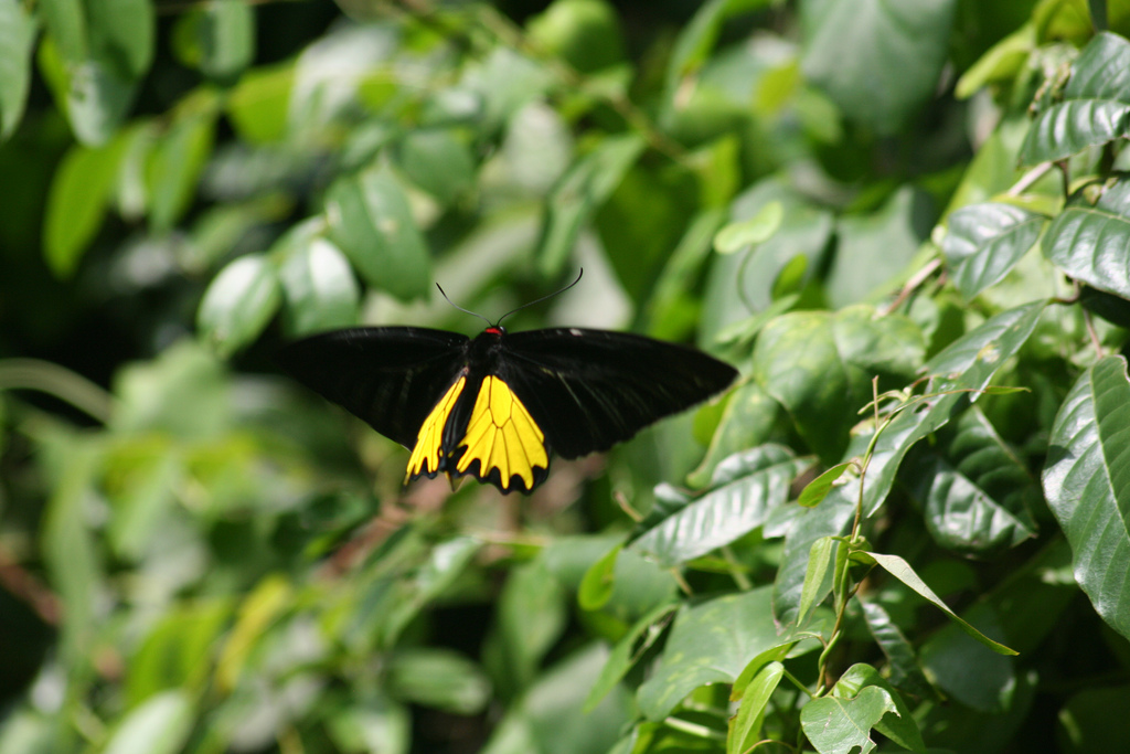 Golden Birdwing Butterfly