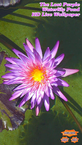 The Lost Purple Waterlily Pond