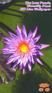 Lastest The Lost Purple Waterlily Pond APK for Android