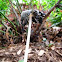 Some kind of Coprinus