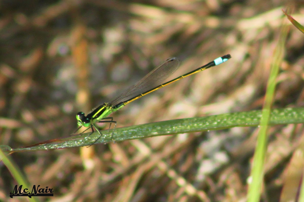 Rambur's Forktail Dragonfly