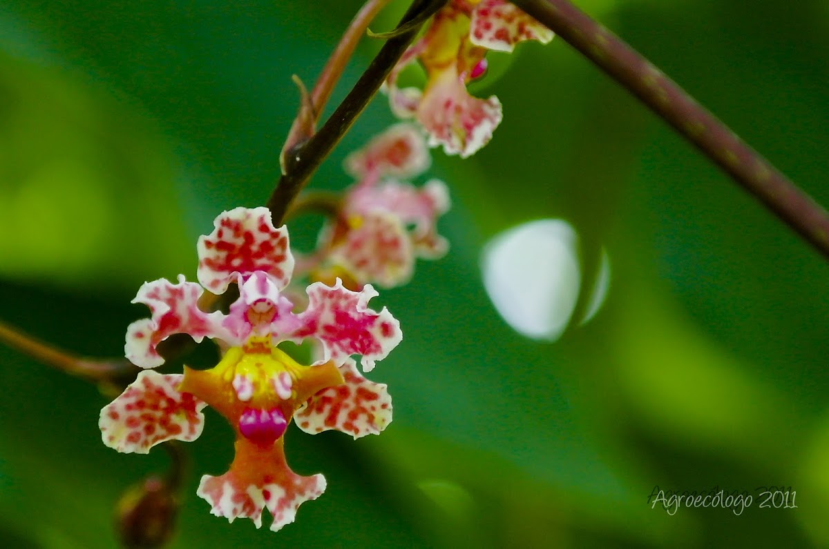 Orquídea de cocuite