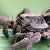 Lycosa spider