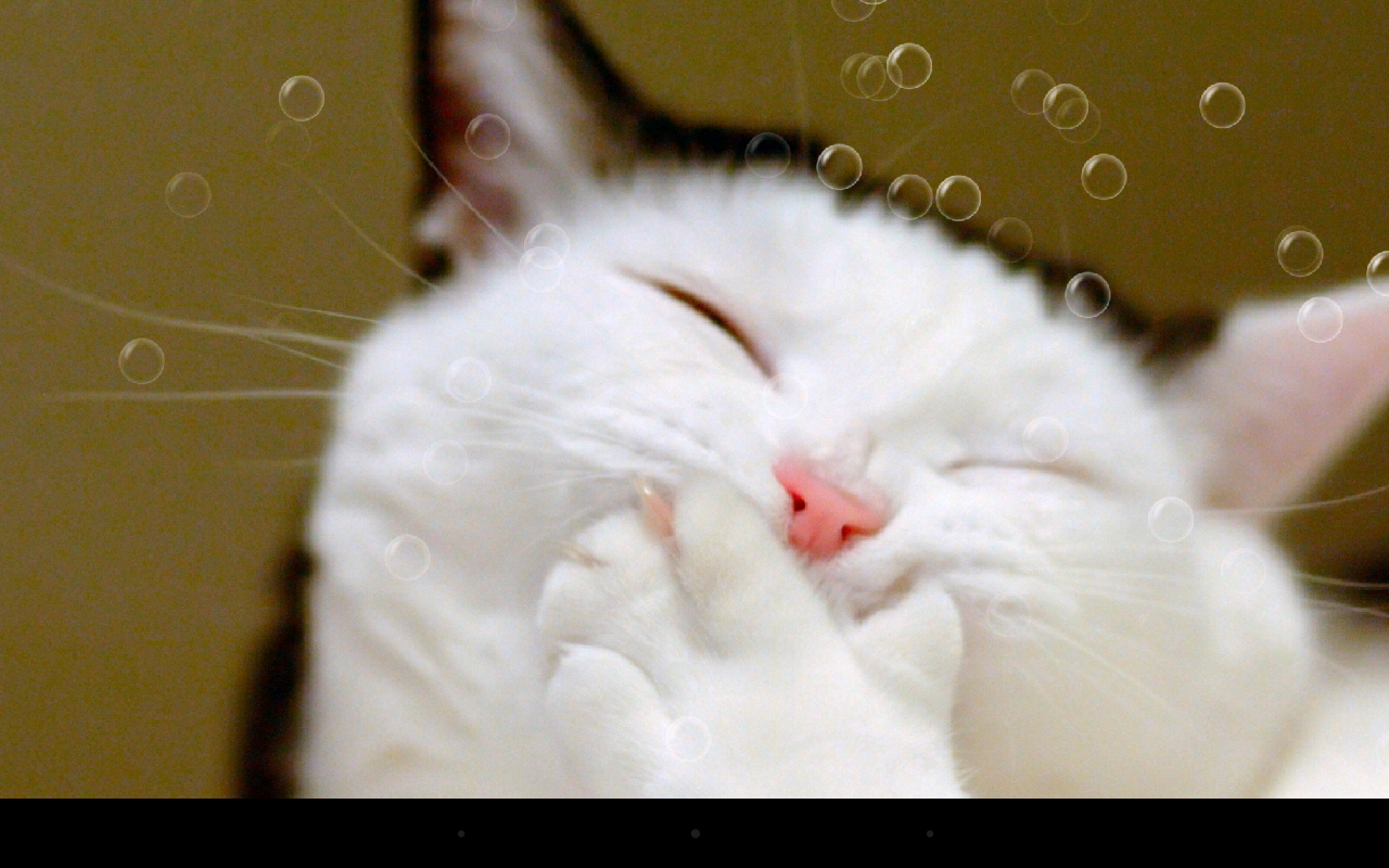 Funny Cat Live Wallpaper - Android Apps on Google Play
